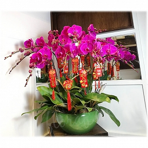 COR18 送禮蝴蝶蘭花香港 - 12菖蝴蝶蘭 景德鎮綠色花盆  COR18 送禮蝴蝶蘭花香港 - 12菖蝴蝶蘭 景德鎮綠色花盆
